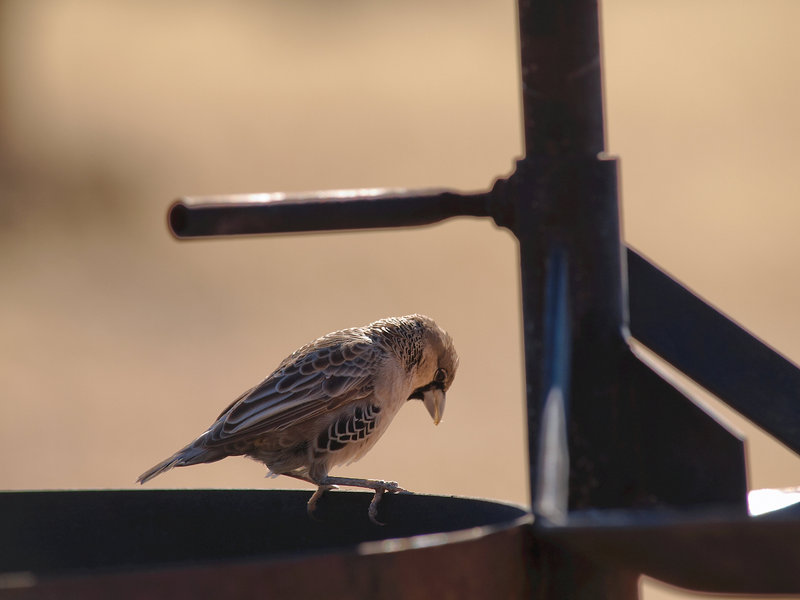 Weaver bird, Desert Camp